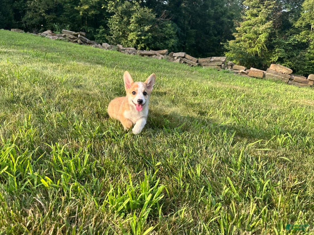 Welsh Corgi Pembroke dogs for sale: Molly - Image 21