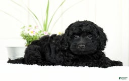 Mini Goldendoodle dogs for sale: Hope - Image 5