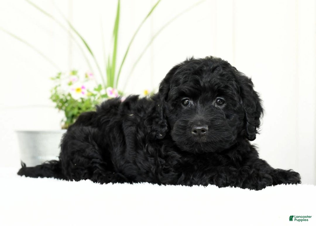 Mini Goldendoodle dogs for sale: Hope - Image 5