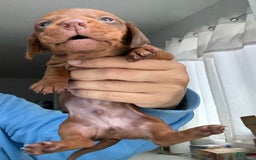 Miniature Dachshund dogs for sale: Otto - Image 2