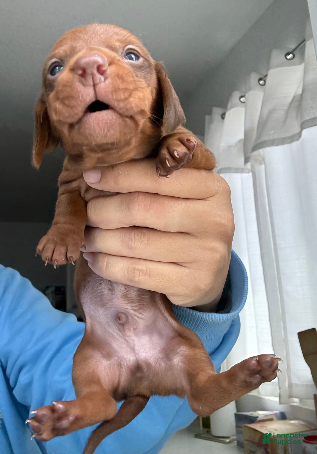 Miniature Dachshund dogs for sale: Otto - Image 2