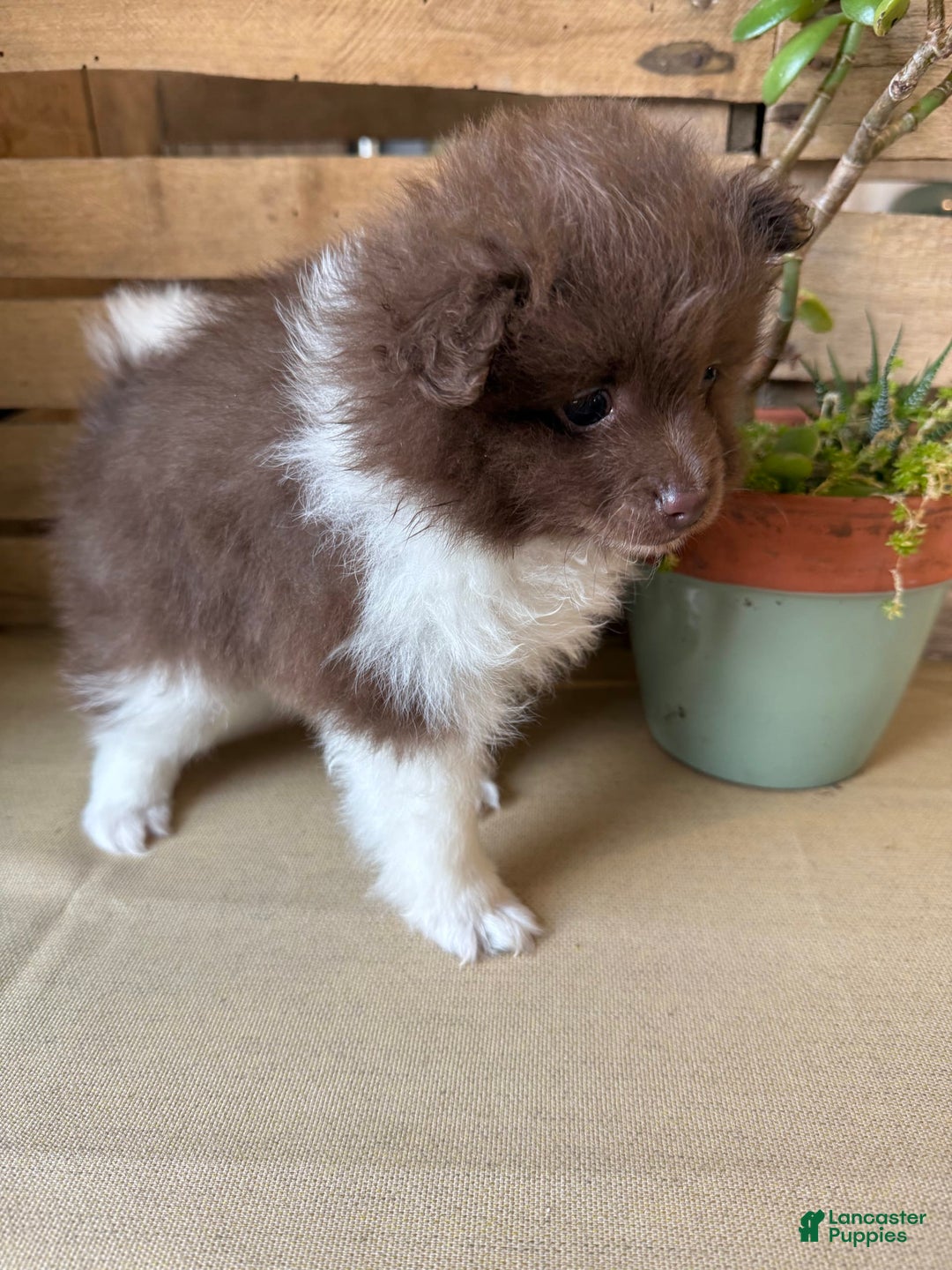 Pomeranian dogs for sale: Allison - Image 14
