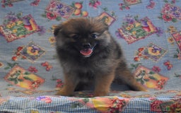 Pomeranian dogs for sale: Kelly - Image 4