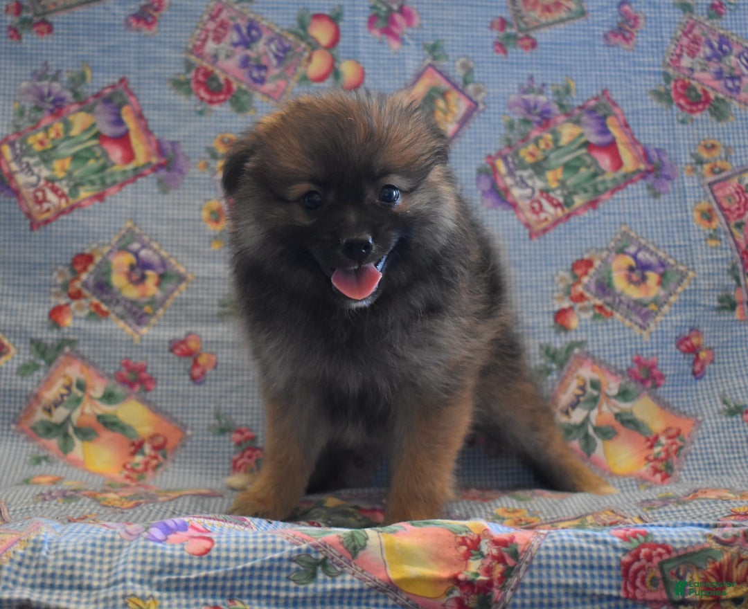 Pomeranian dogs for sale: Kelly - Image 4