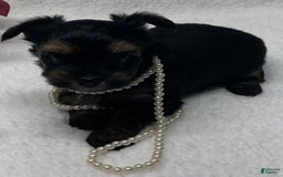 Yorkshire Terrier dogs for sale: Ruby - Image 1