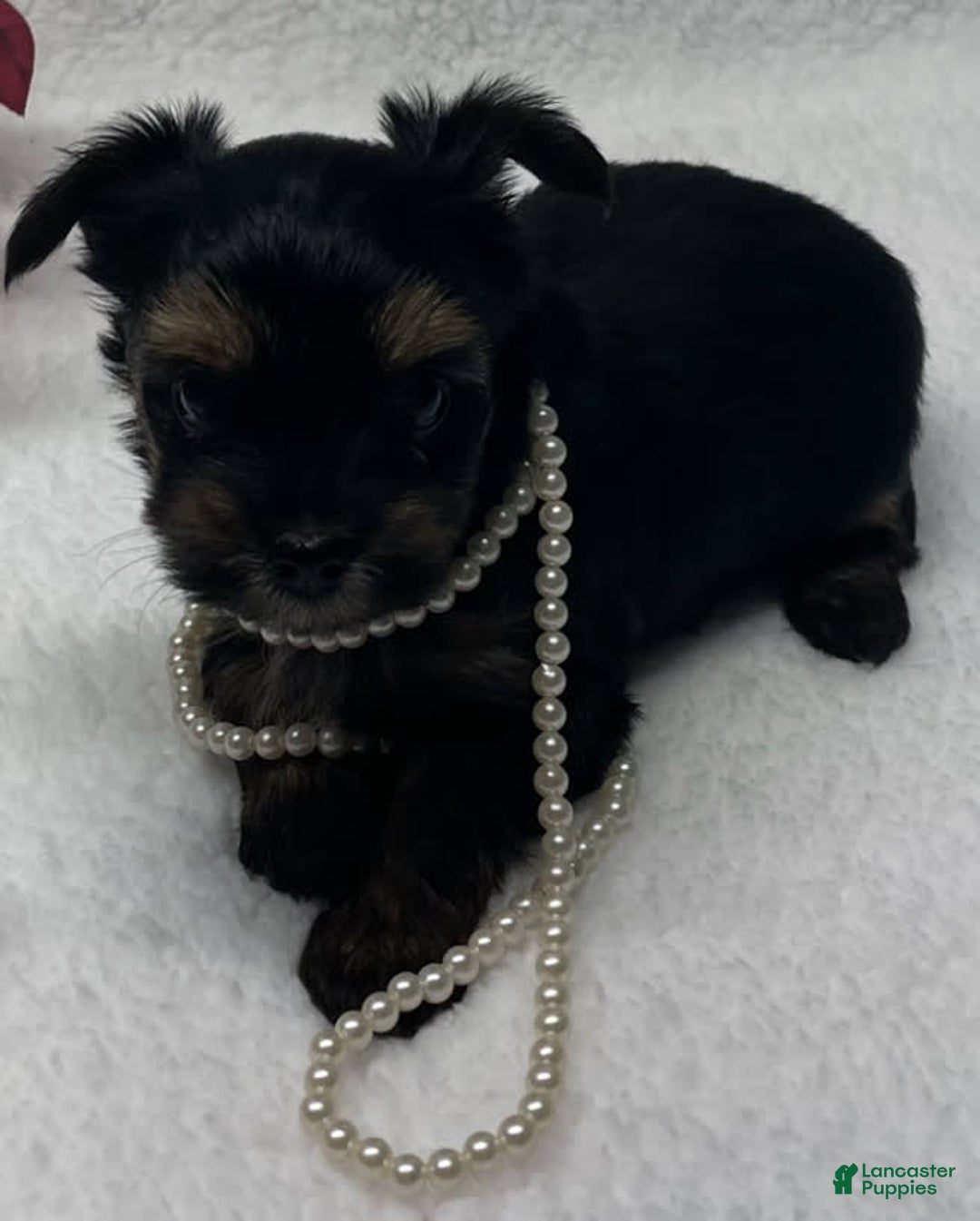 Yorkshire Terrier dogs for sale: Ruby - Image 1