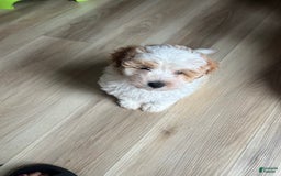 Miniature Poodle dogs for sale: May - Image 8
