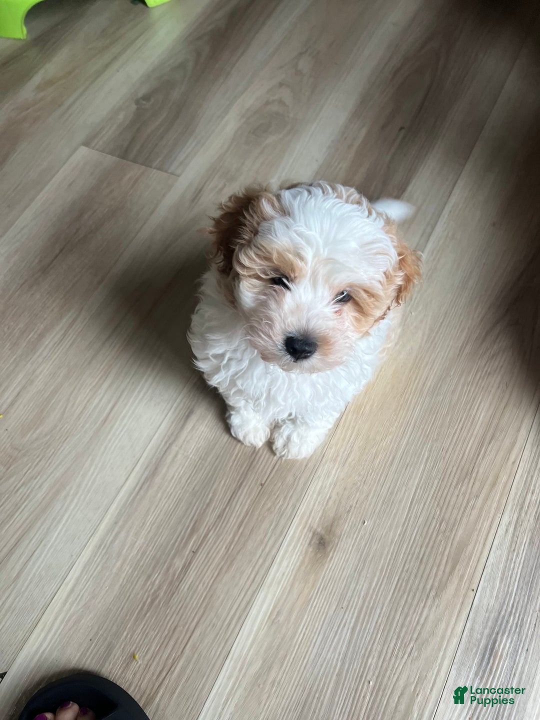 Miniature Poodle dogs for sale: May - Image 8