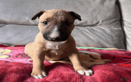 Bull Terrier dogs for sale: Skye - Image 1