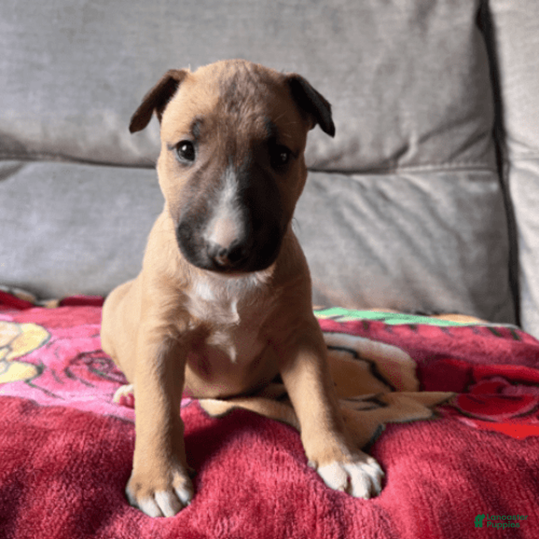 Bull Terrier dogs for sale: Skye - Image 1