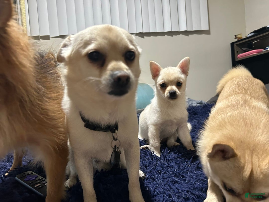 Pomchi dogs for sale: Bubbles - Image 4