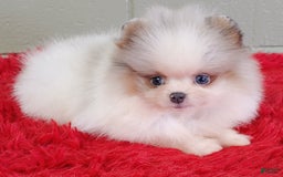 Pomeranian dogs for sale: Joker - Image 7