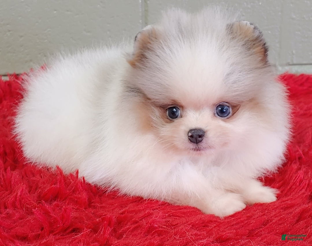 Pomeranian dogs for sale: Joker - Image 7