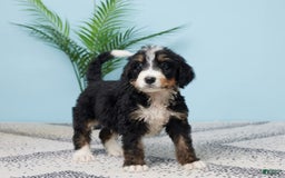 Bernedoodle dogs for sale: Carson - Image 3