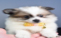 Pomeranian dogs for sale: Pomeranian 5 puppies - Image 26