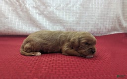 Cavapoo dogs for sale: Garrett - Image 4