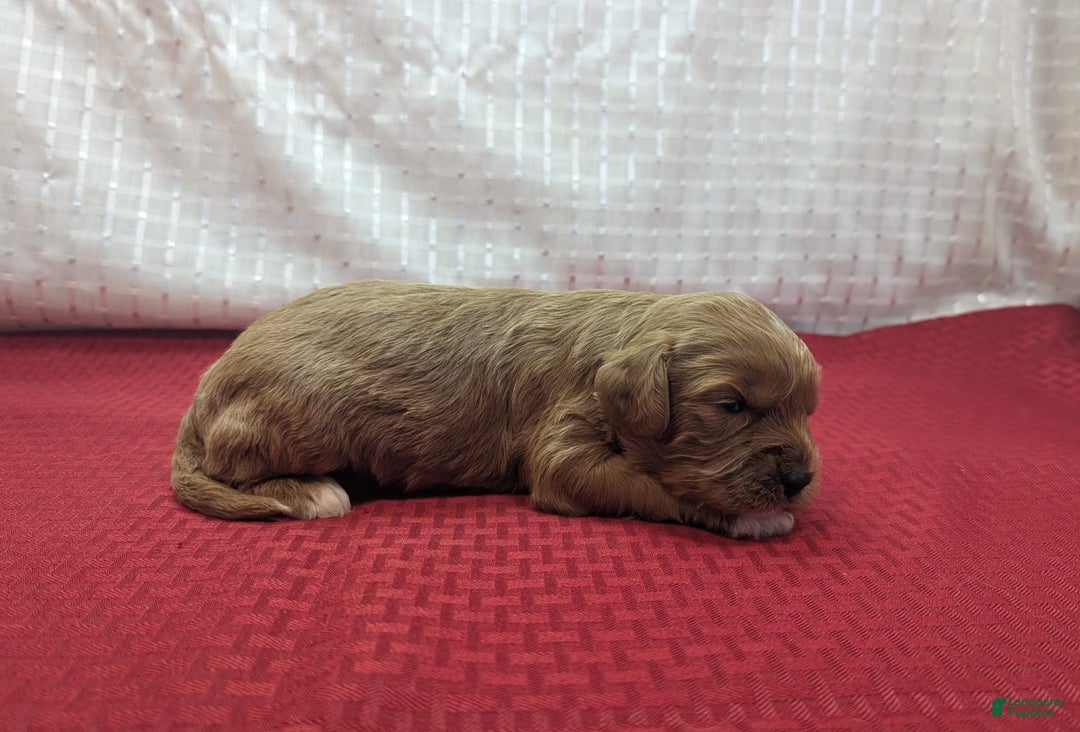 Cavapoo dogs for sale: Garrett - Image 4