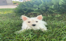 West Highland Terrier dogs for sale: Wanda - Image 1