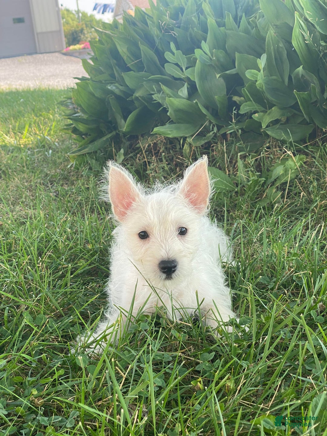 West Highland Terrier dogs for sale: Wanda - Image 1