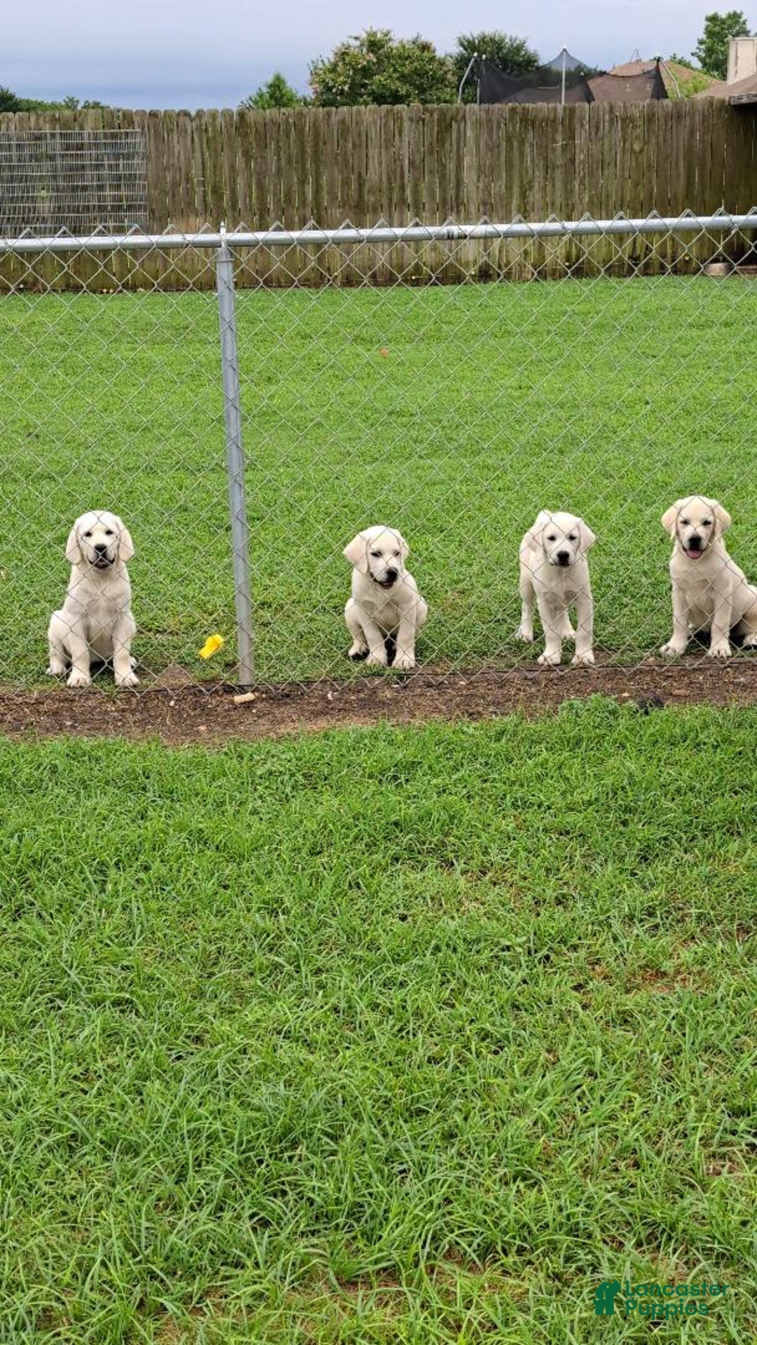 Labrador Retriever dogs for sale: Gabi - Image 2
