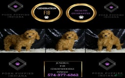 Mini Goldendoodle dogs for sale: Junebug - Image 3