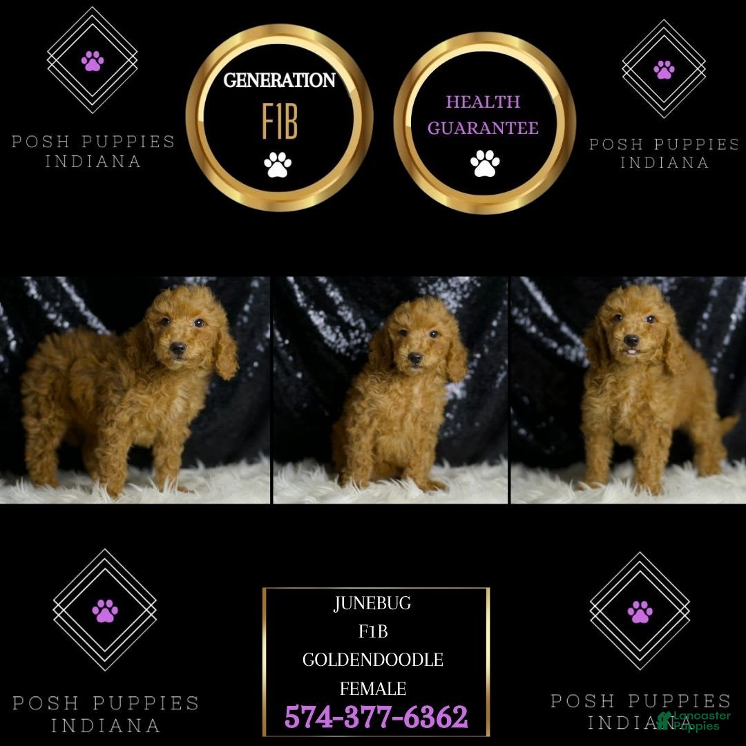 Mini Goldendoodle dogs for sale: Junebug - Image 3