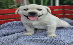 Labrador Retriever dogs for sale: Rileys Rosie - Image 8