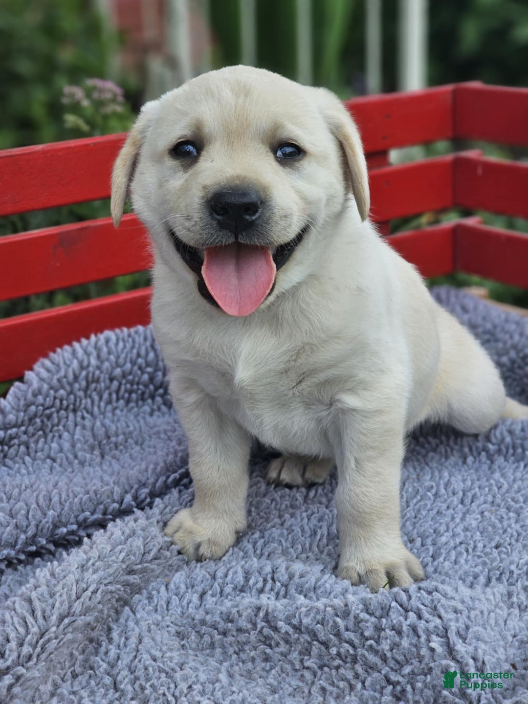 Labrador Retriever dogs for sale: Rileys Rosie - Image 8
