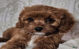 Cavapoo dogs for sale: Latte - Image 7
