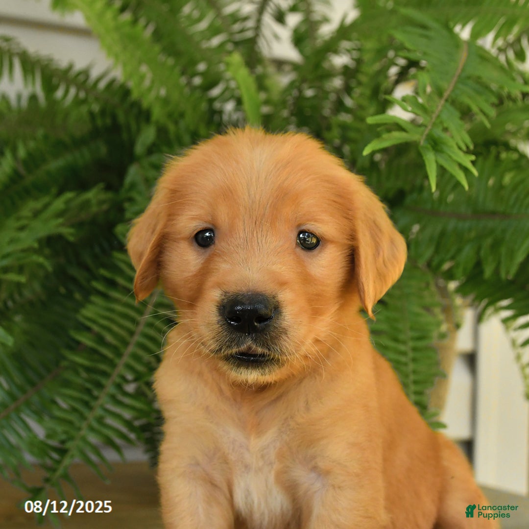 Golden Retriever dogs for sale: Milo - Image 4