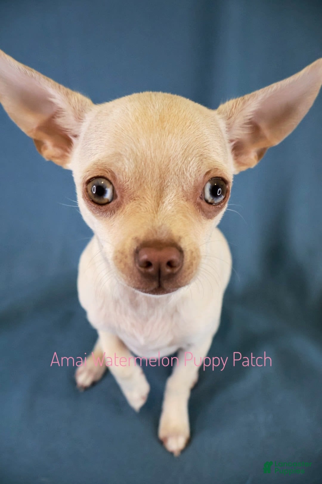 Chihuahua dogs for sale: Krypto - Image 3
