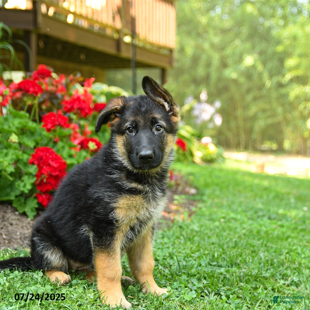 German Shepherd dogs for sale: Brandy - Image 2