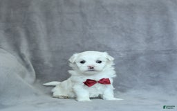 Maltese dogs for sale: Kai - Image 4