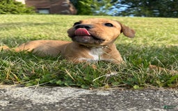 American Staffordshire Terrier dogs for sale: Galinda - Image 11
