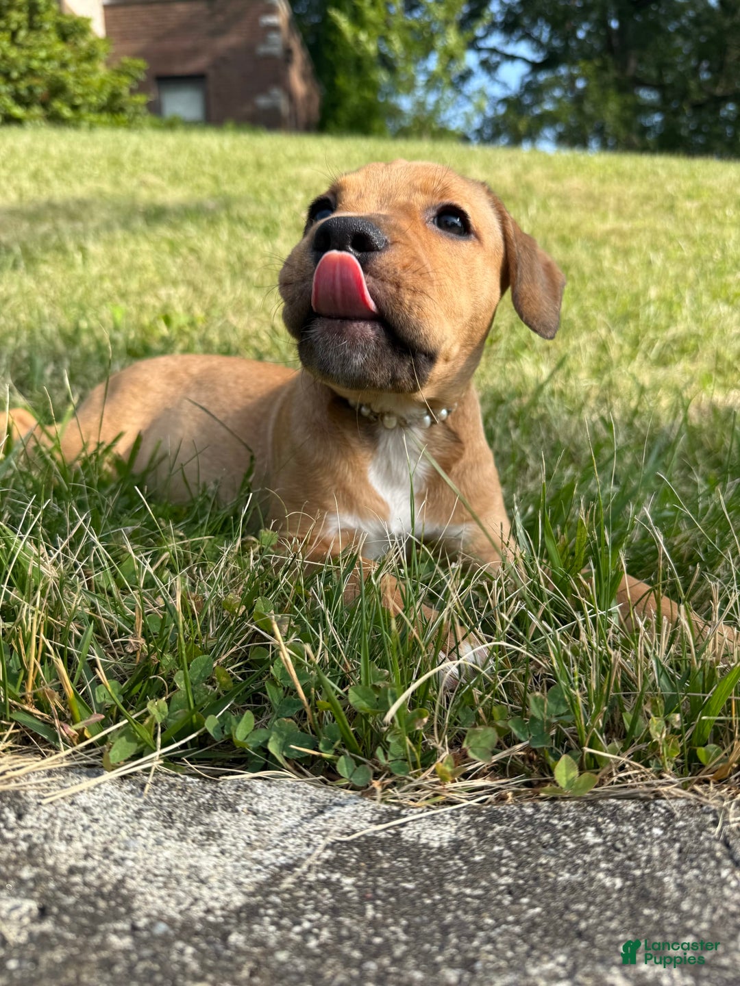 American Staffordshire Terrier dogs for sale: Galinda - Image 11