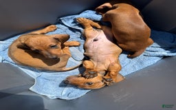 Miniature Dachshund dogs for sale: Twins - Image 10