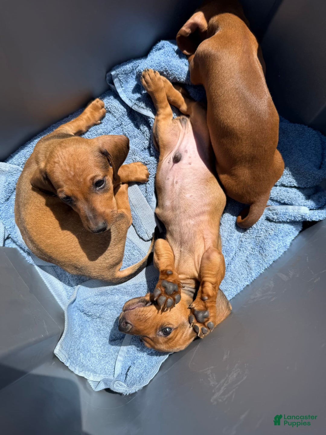 Miniature Dachshund dogs for sale: Twins - Image 10