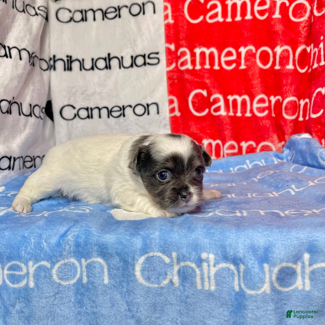 Chihuahua dogs for sale: Blue Sky Long Coat - Image 12