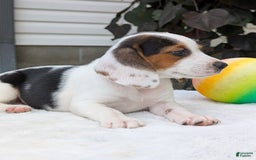 Beagle dogs for sale: Penny - Image 5