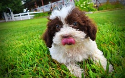 Havapoo dogs for sale: Bella - Image 7