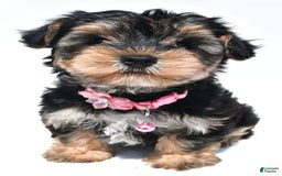 Morkie dogs for sale: Monica - Image 6