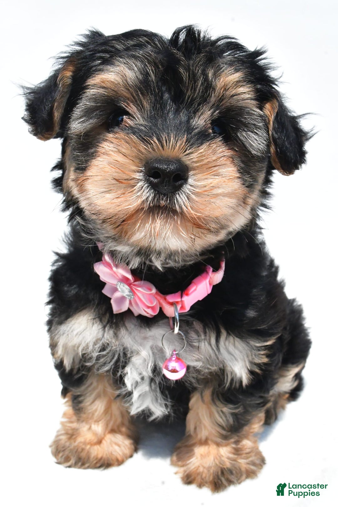 Morkie dogs for sale: Monica - Image 6