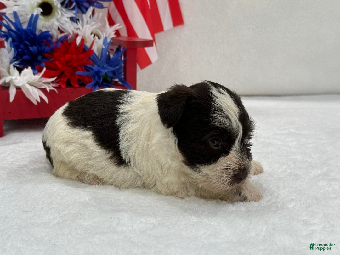 Miniature Schnauzer dogs for sale: Paisley Female 1 Liver Parti - Image 2