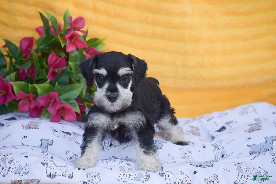 Miniature Schnauzer dogs for sale: Verna - Image 6