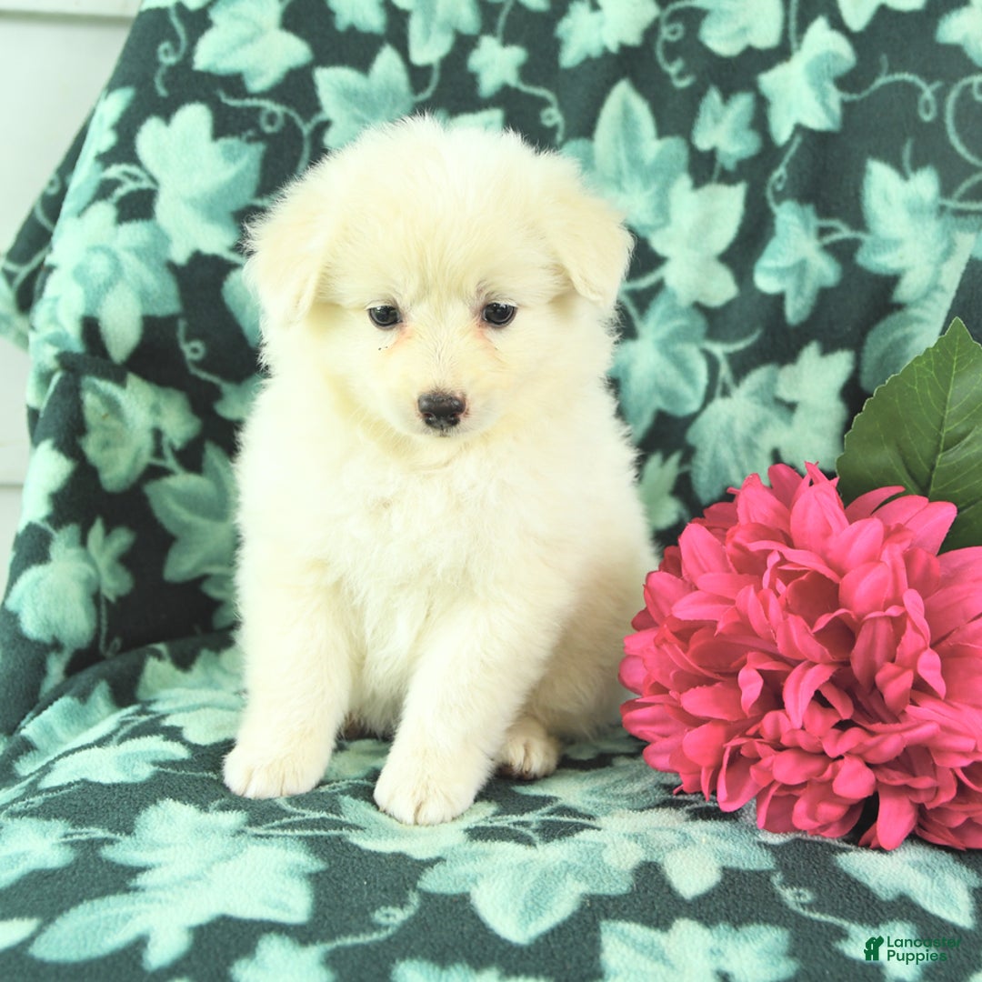Eskipoo dogs for sale: Snowflake - Image 3