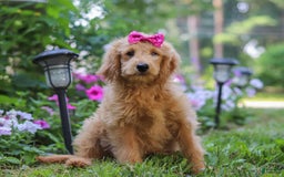 Mini Goldendoodle dogs for sale: Lucy - Image 2