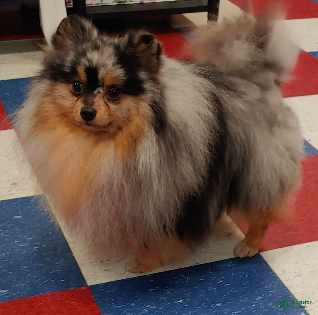 Pomeranian dogs for sale: Astro - Image 8