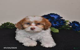 Shihpoo dogs for sale: Justin - Image 2