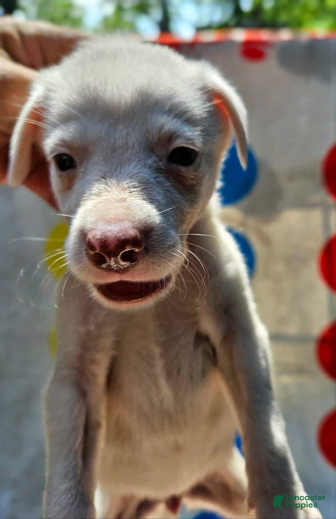 Border Collie dogs for sale: Hissy - Image 17