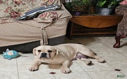 English Bulldog dogs for sale: Silver Filly - Image 3